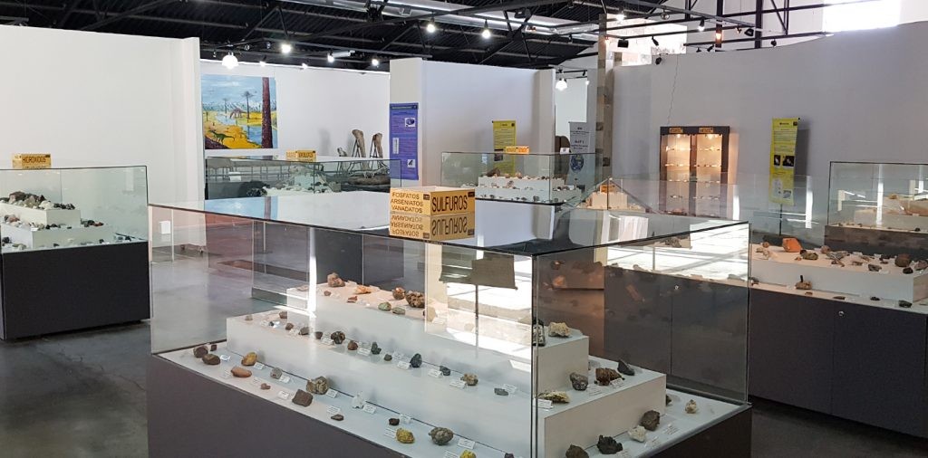 Un nuevo fósil se suma a la exposición del Museo Olsacher de Zapala