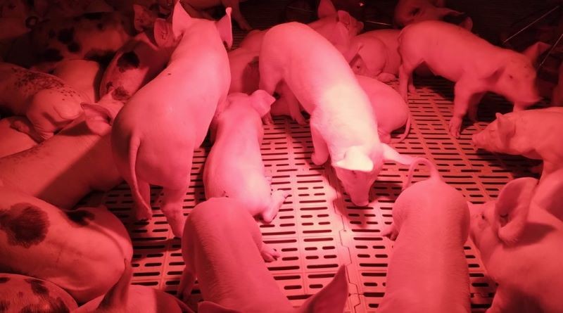 Avance Genético Porcino: Neuquén Rompe Barreras Sanitarias